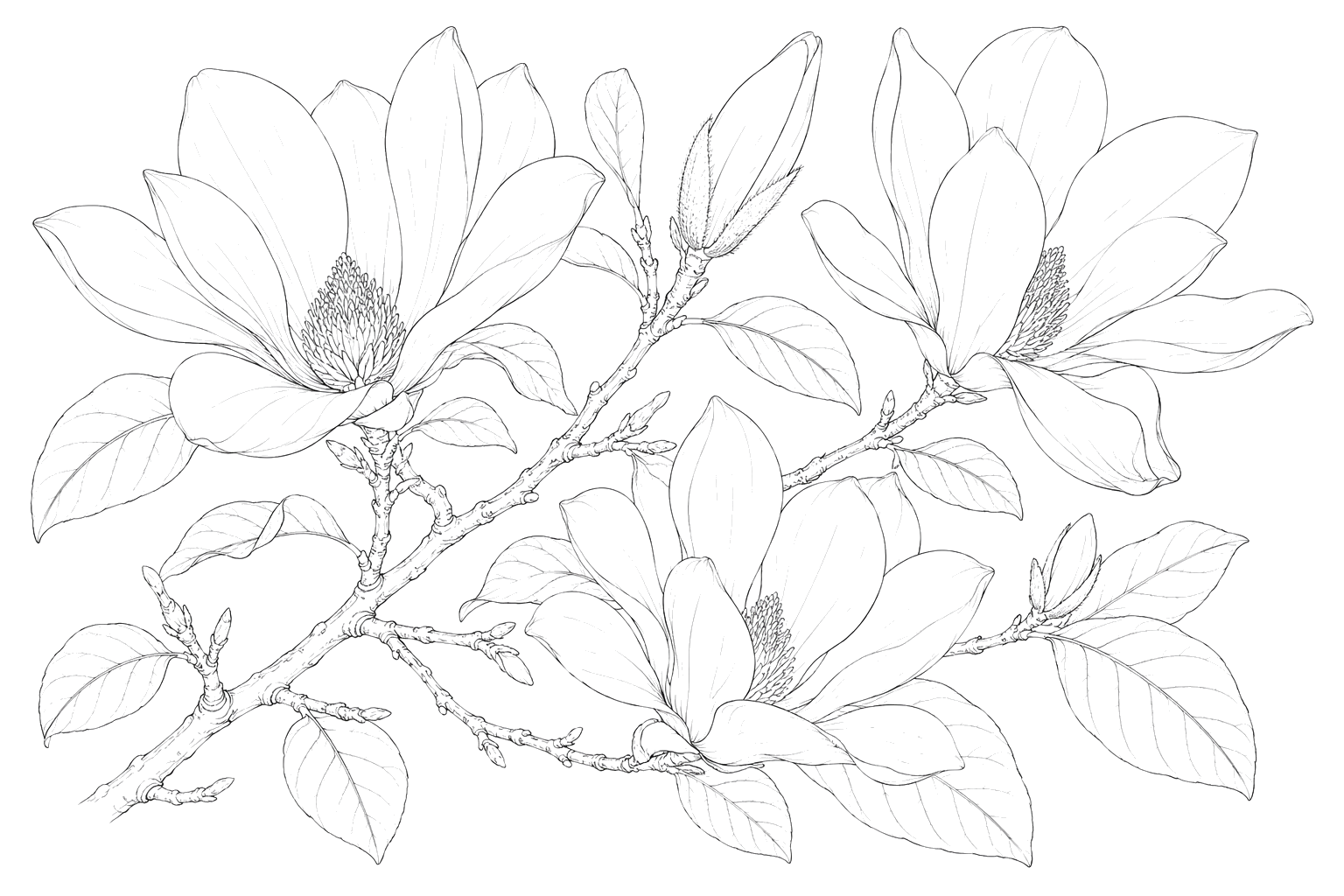木蓮の植物画