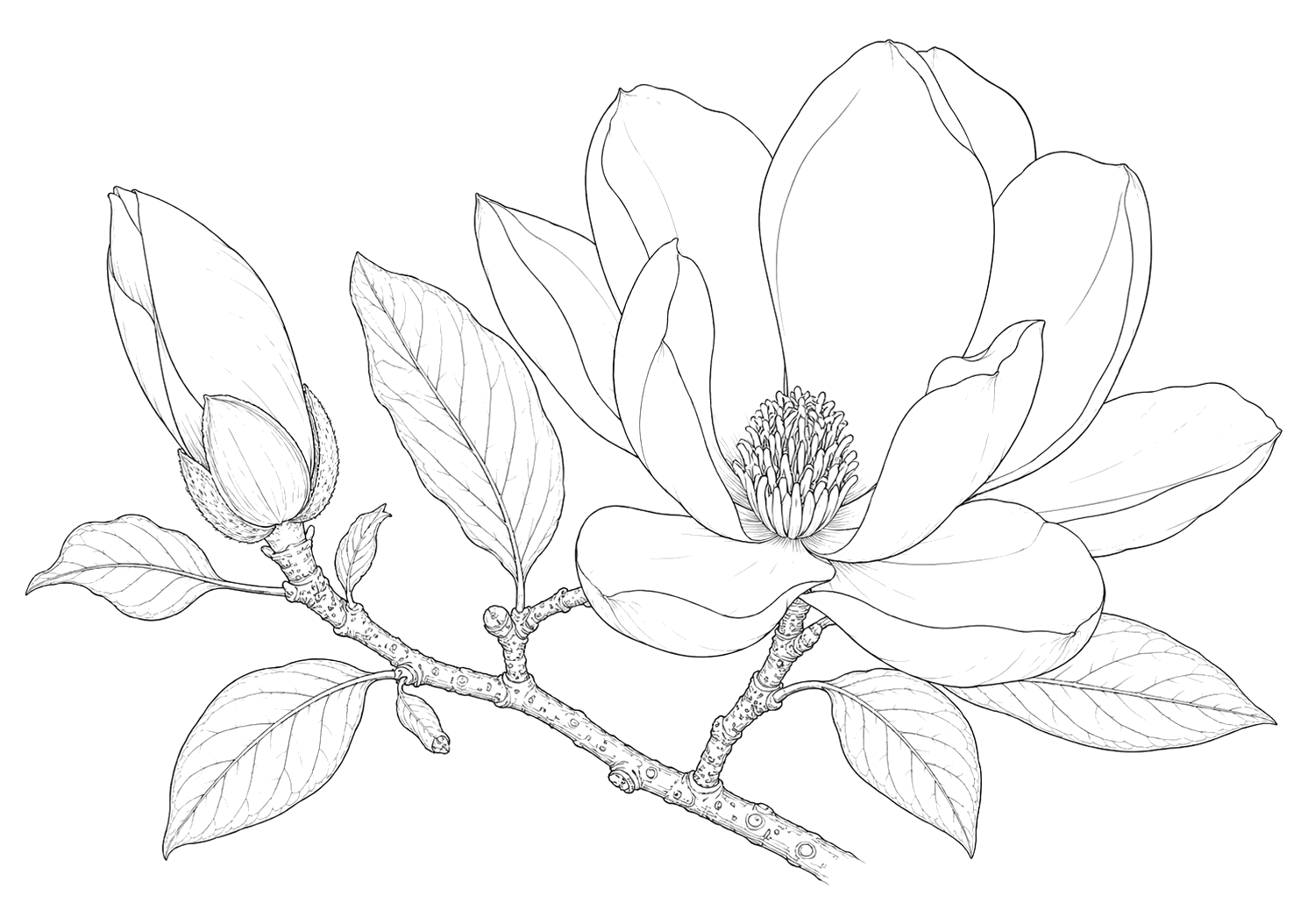 木蓮の植物画