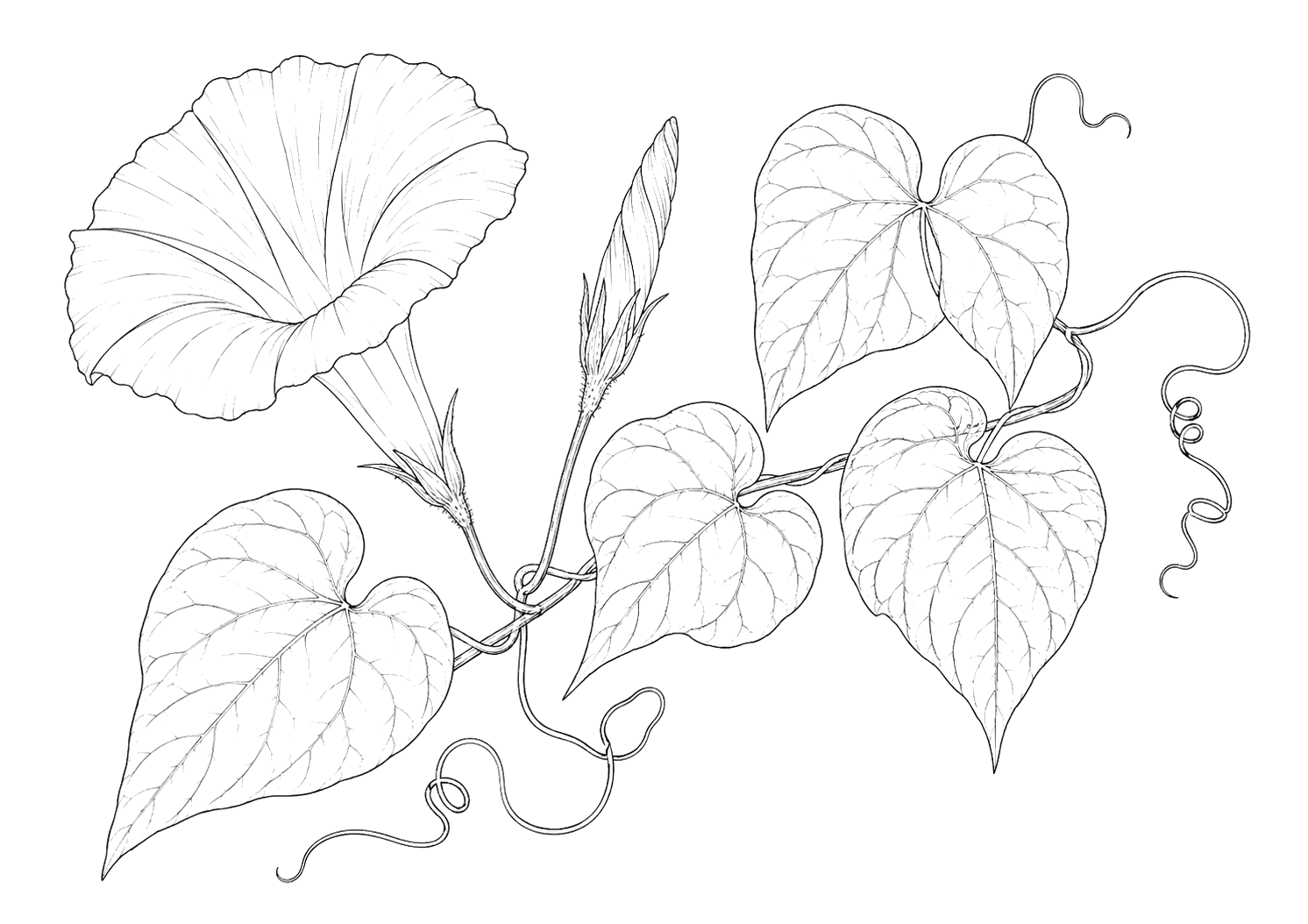朝顔の植物画