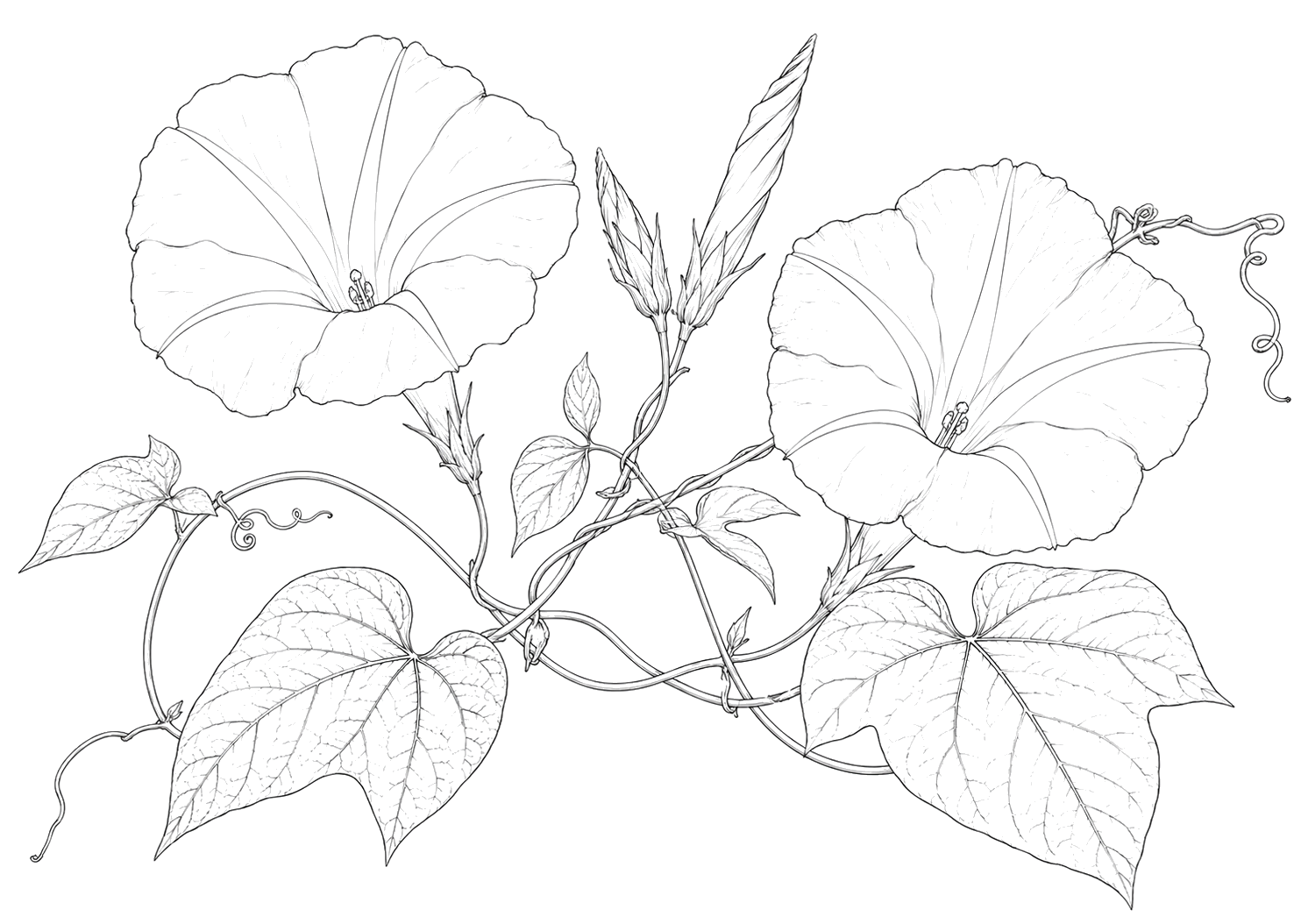 朝顔の植物画