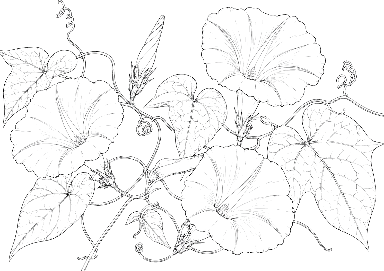 朝顔の植物画