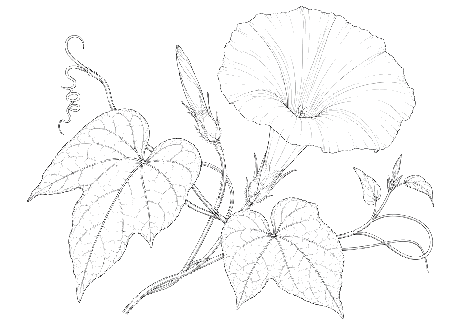 朝顔の植物画