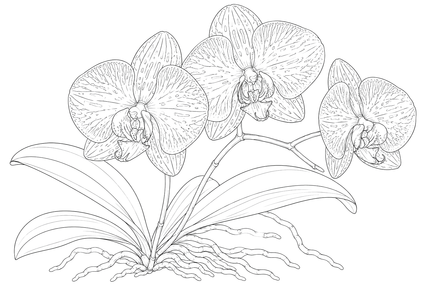 蘭の植物画