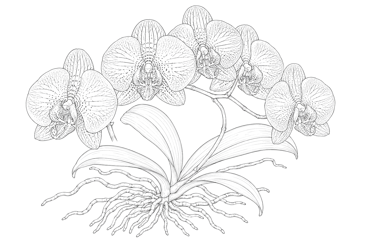 蘭の植物画