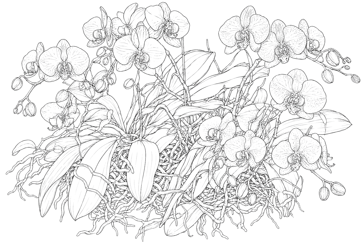 蘭の植物画