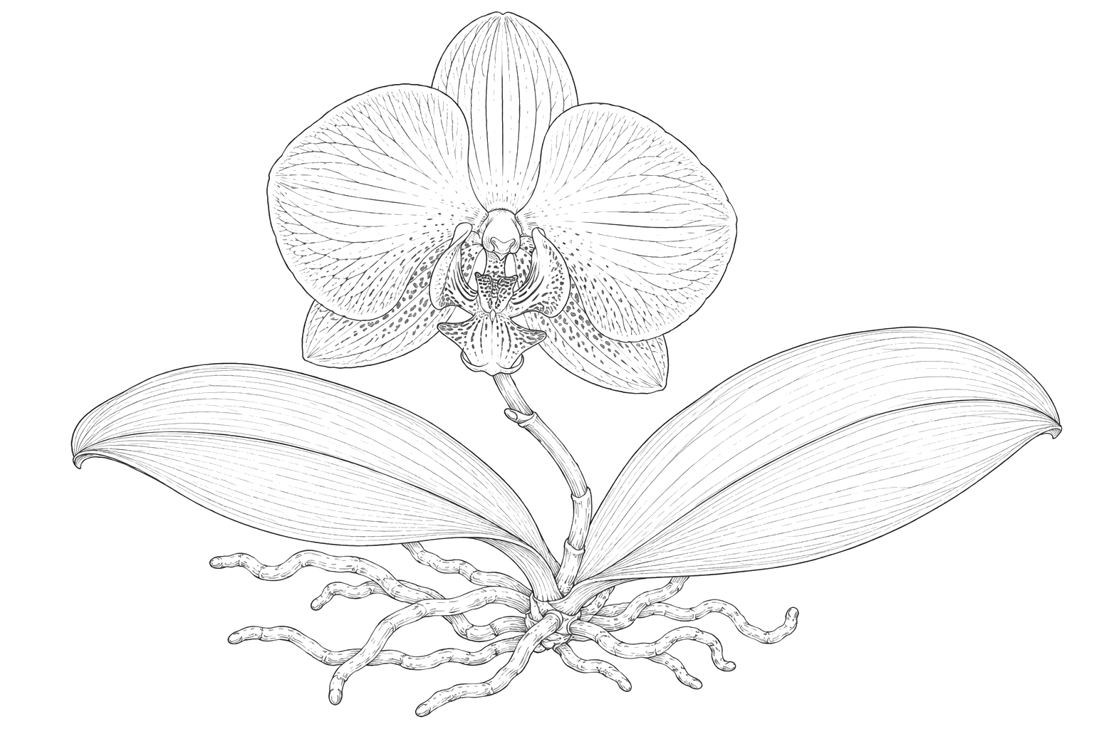 蘭の植物画