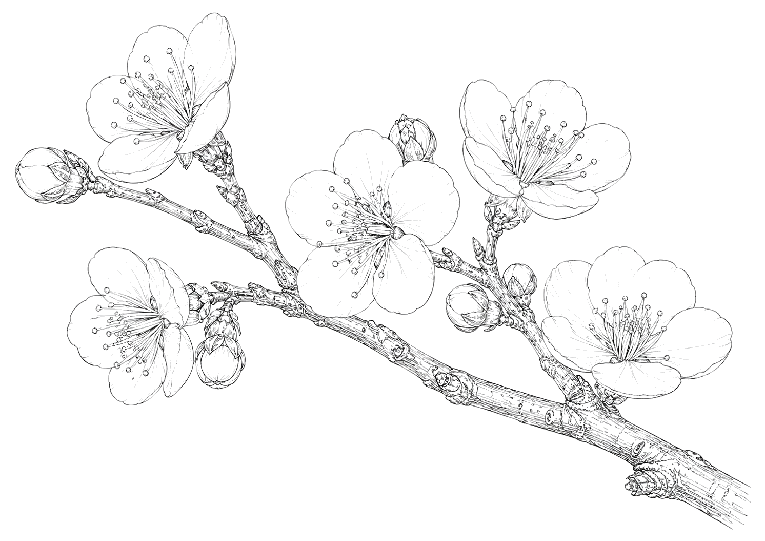 梅の植物画