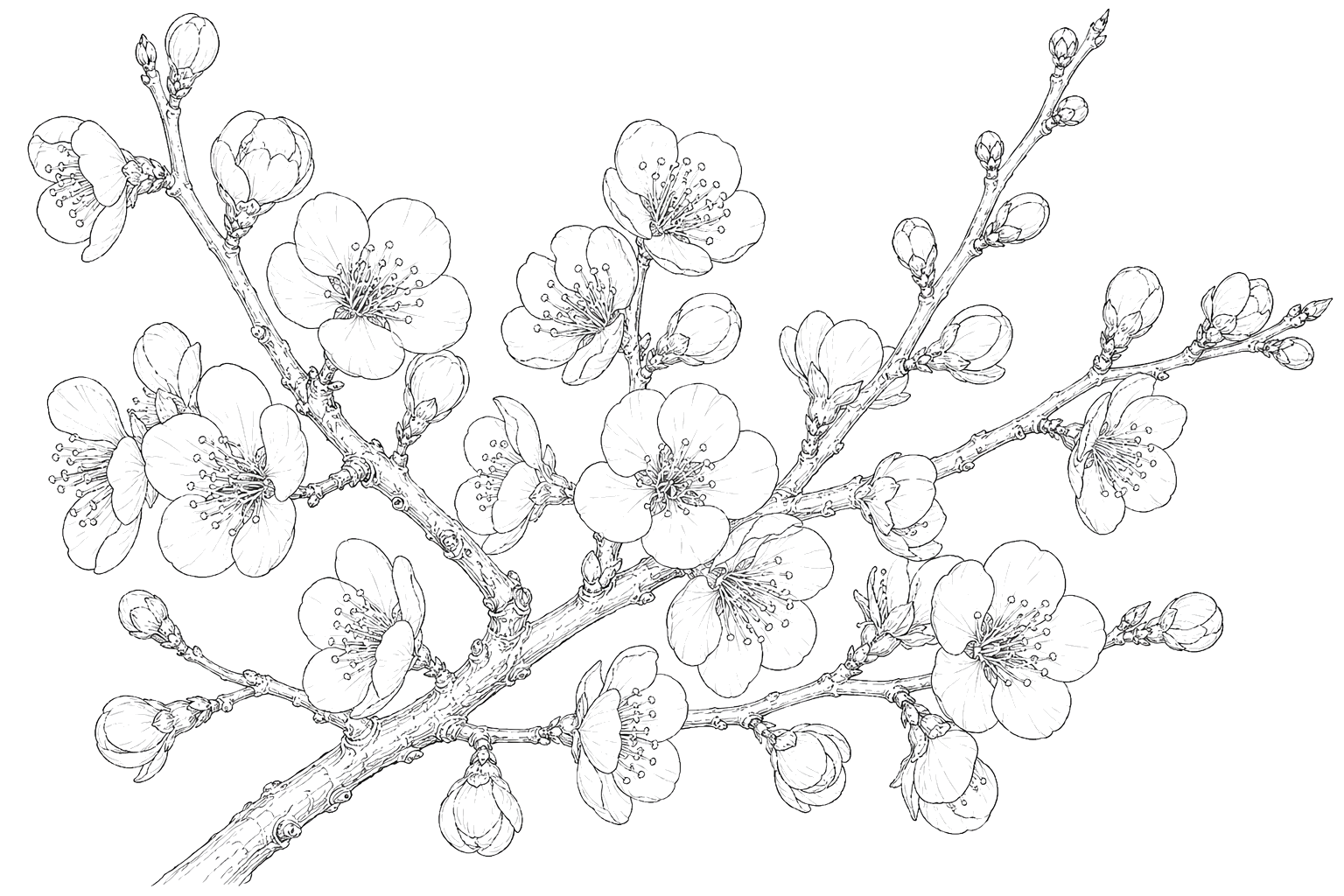 梅の植物画