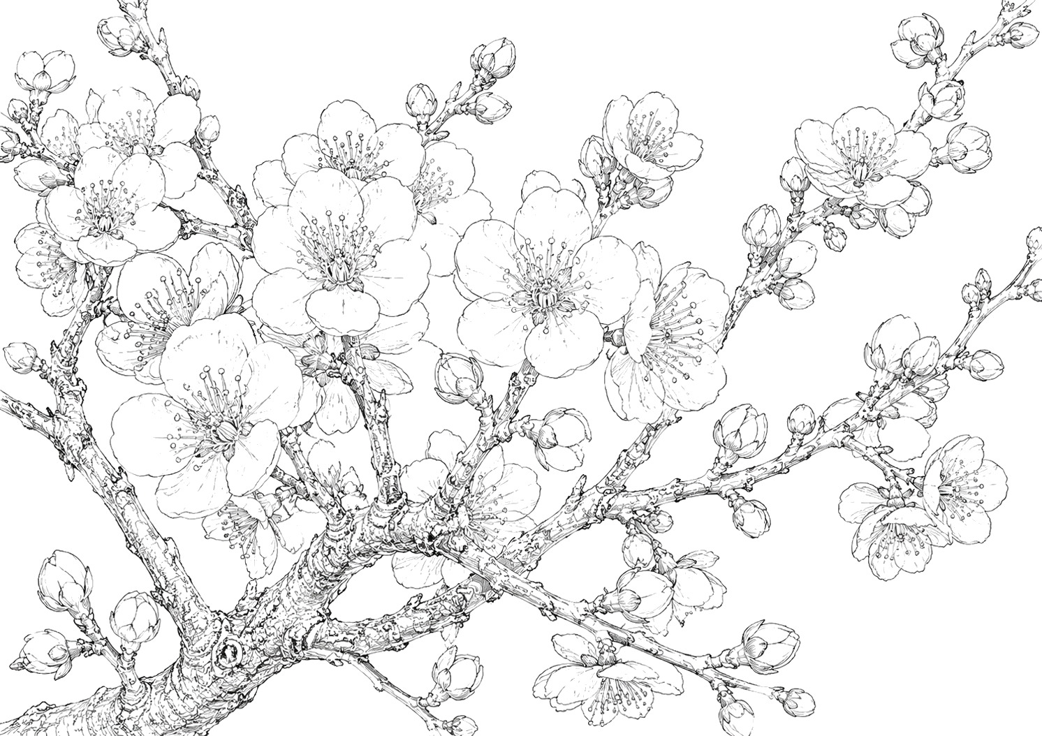 梅の植物画