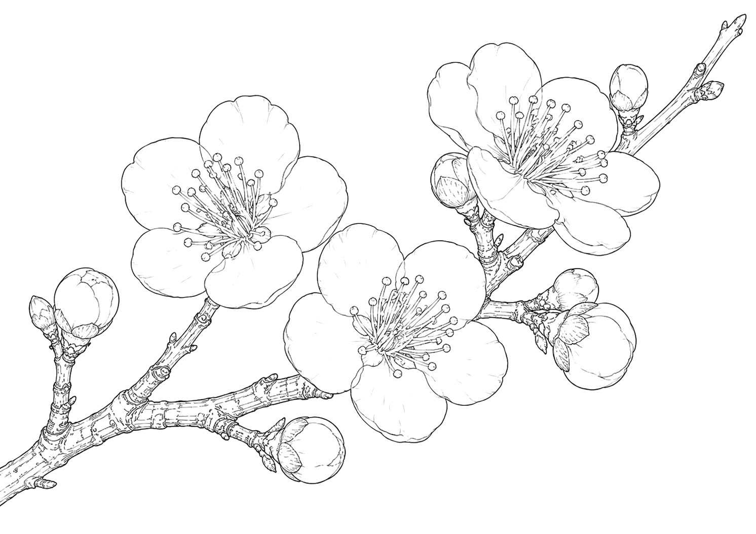 梅の植物画