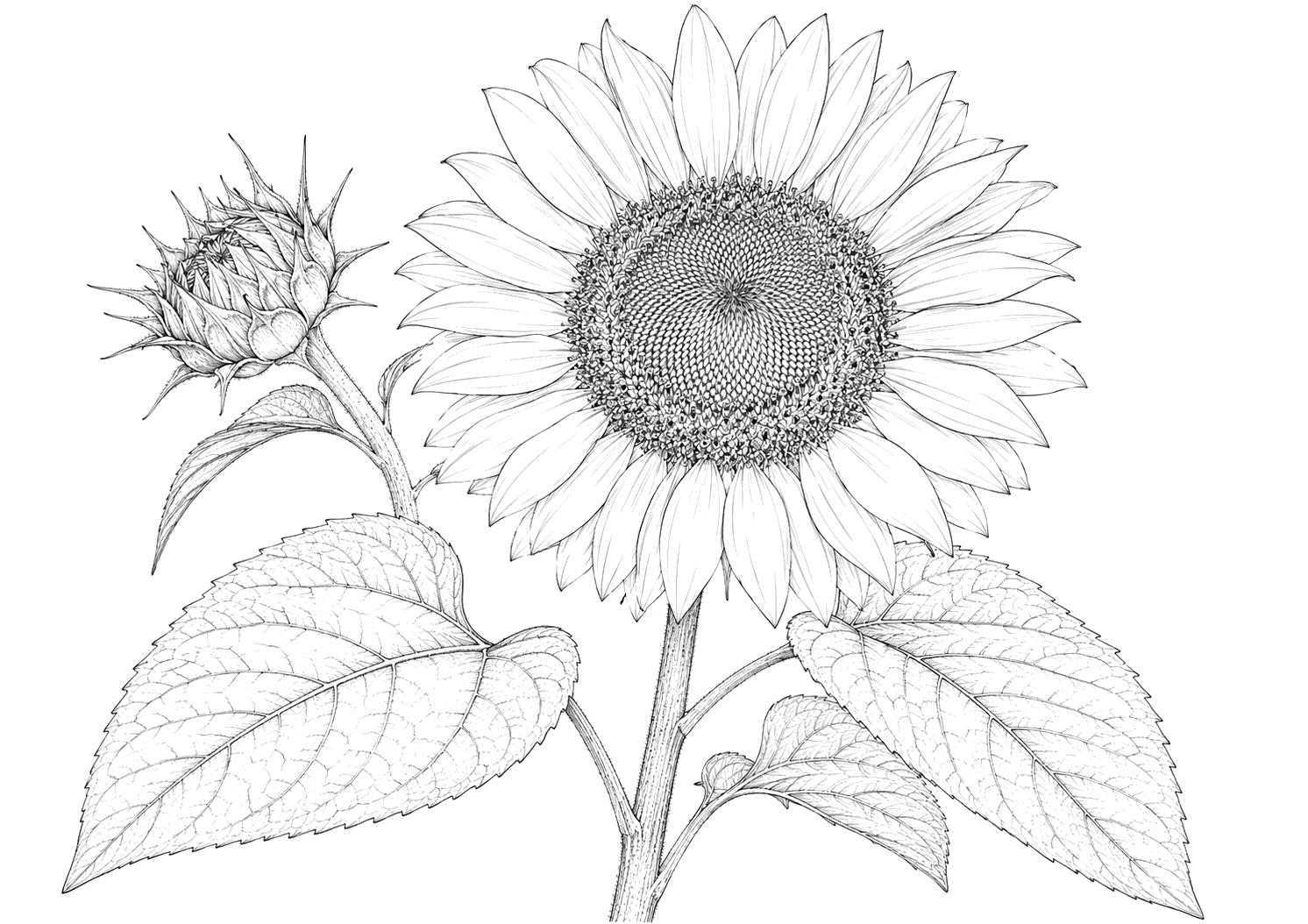 ひまわりの植物画