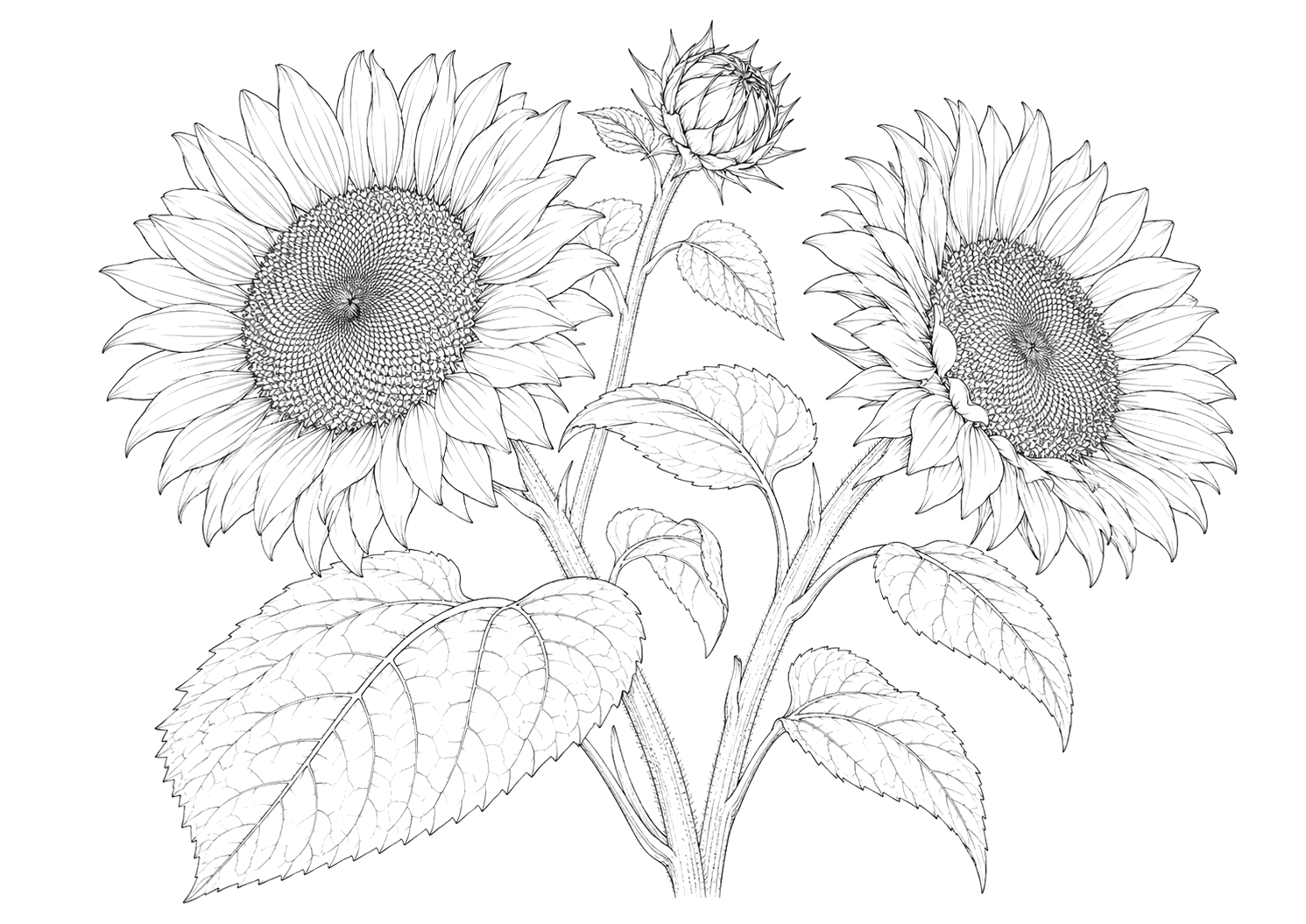 ひまわりの植物画
