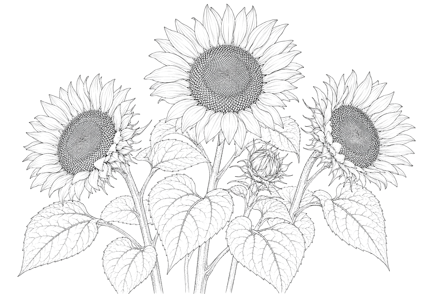 ひまわりの植物画