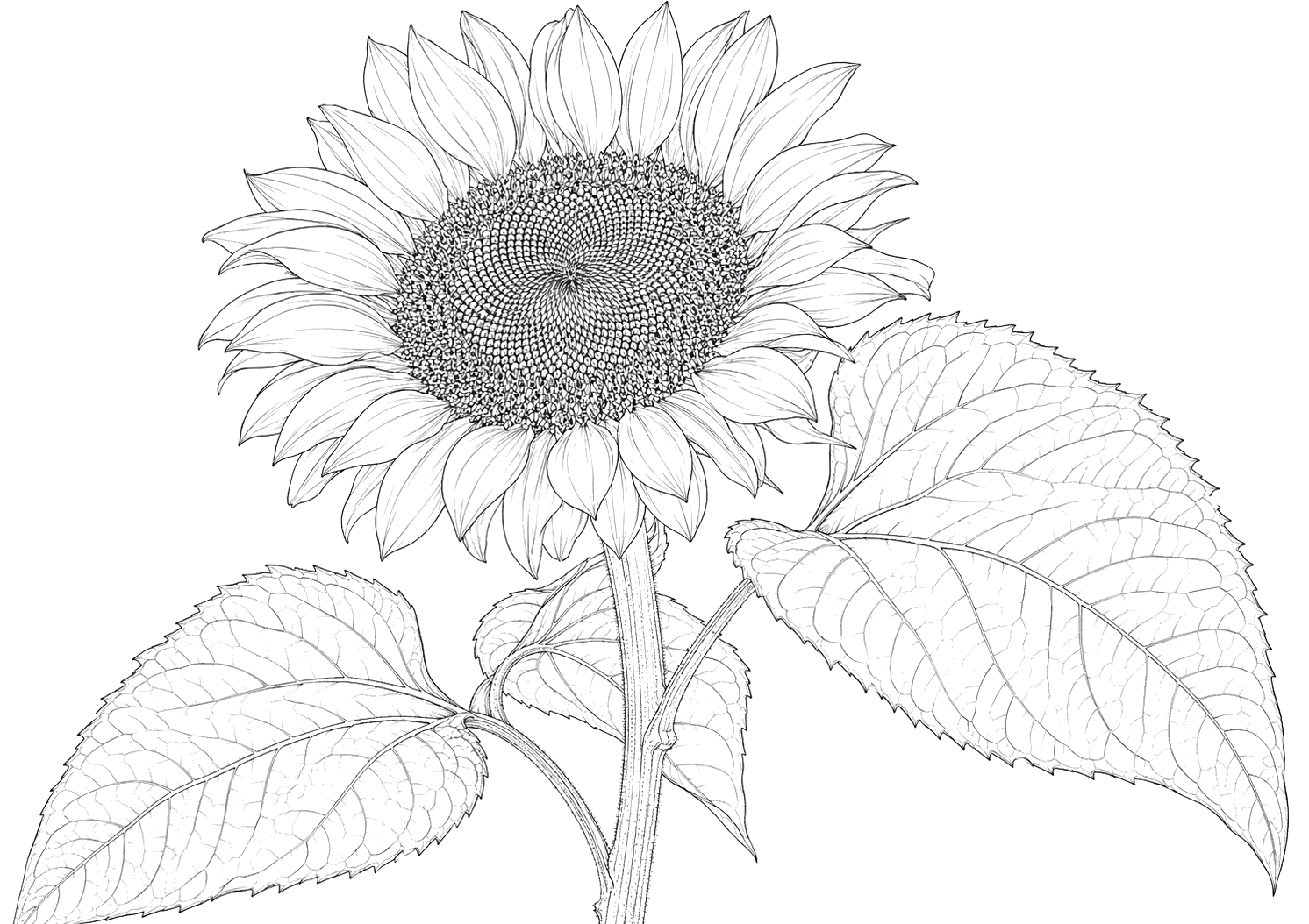 ひまわりの植物画