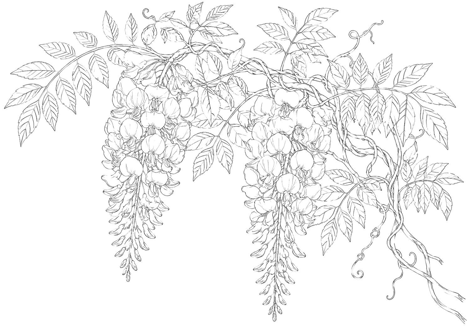 藤の植物画