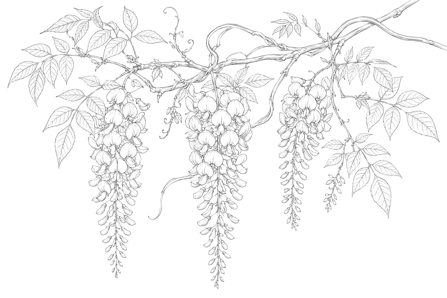 藤の植物画