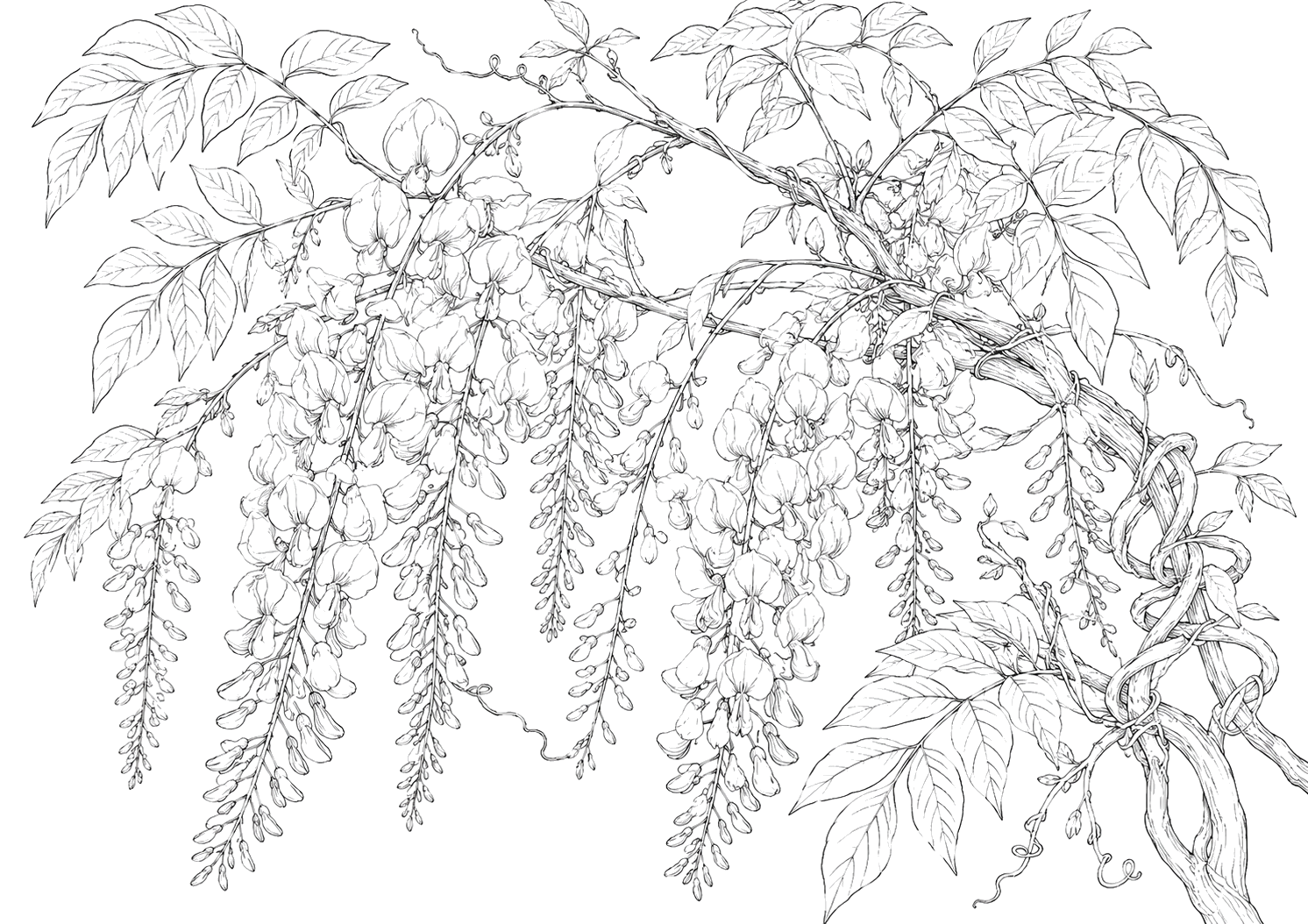 藤の植物画