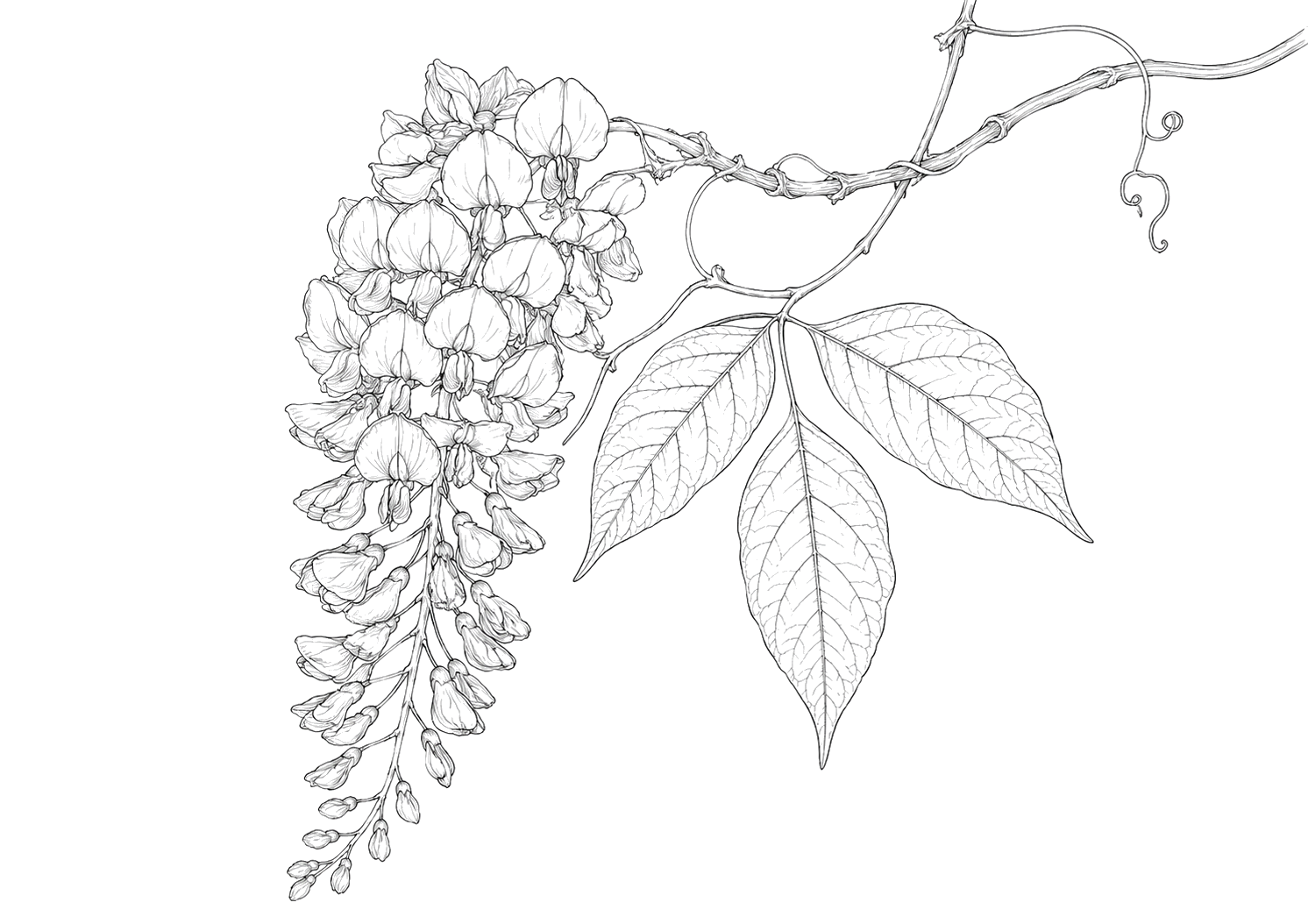 藤の植物画