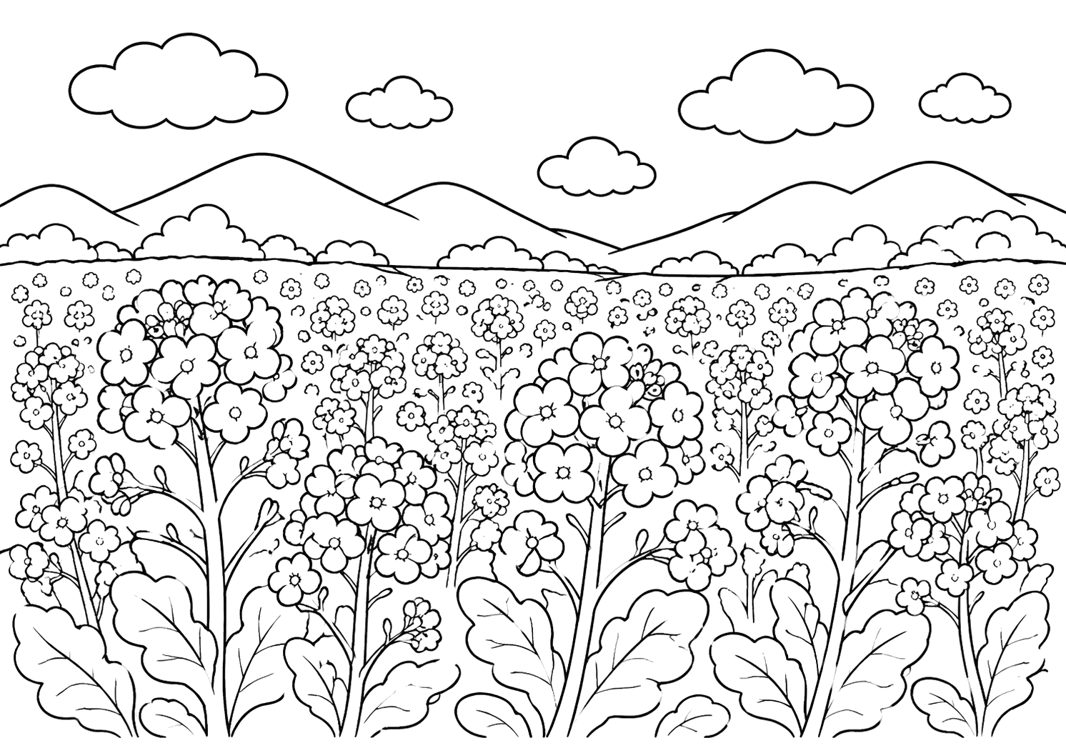 房総の菜の花（千葉）