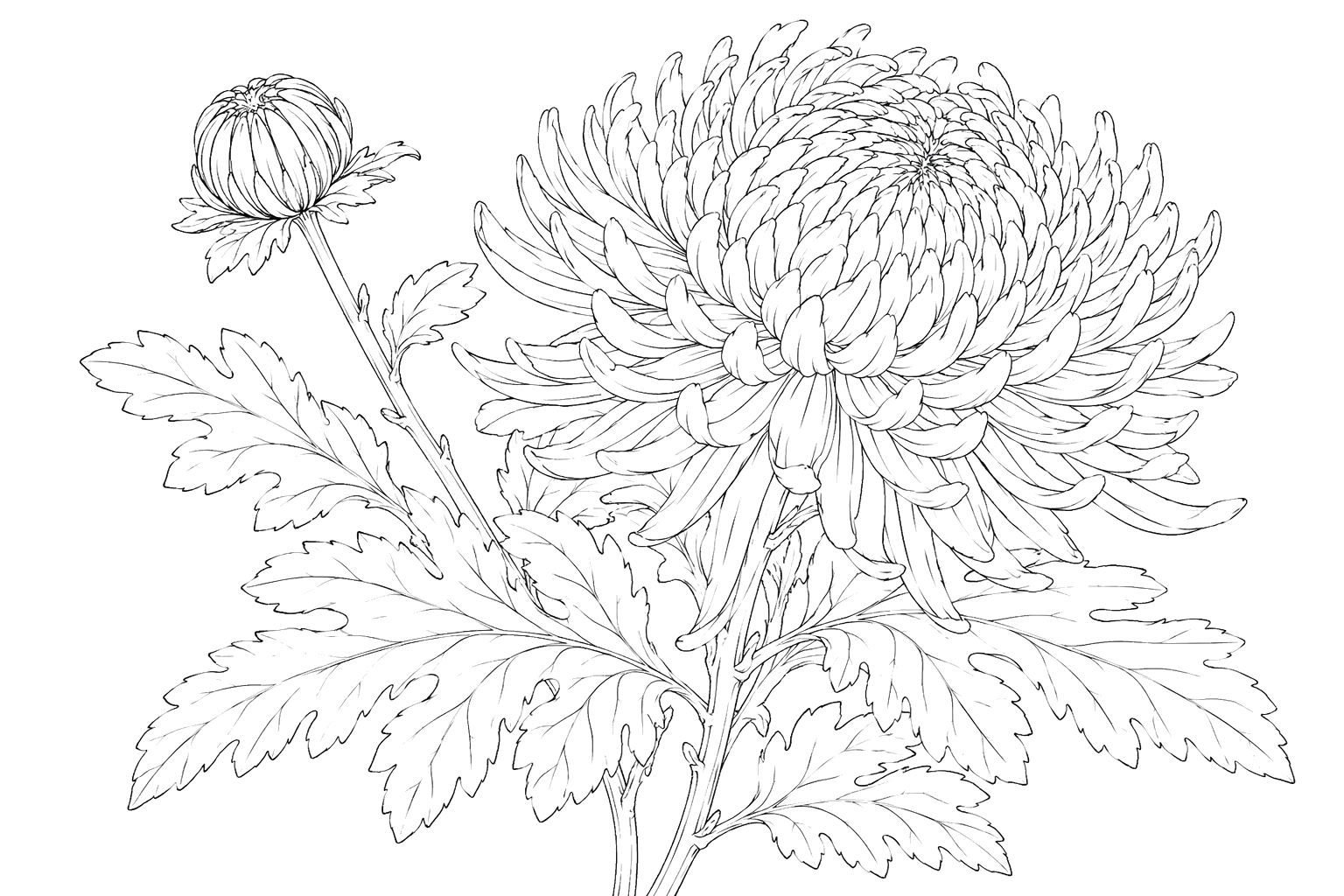菊の細密画