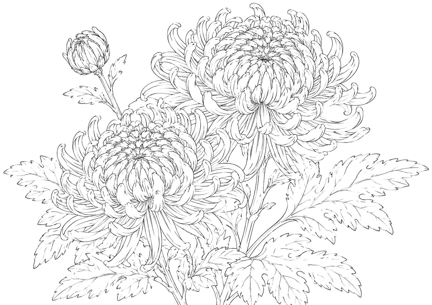 菊の細密画