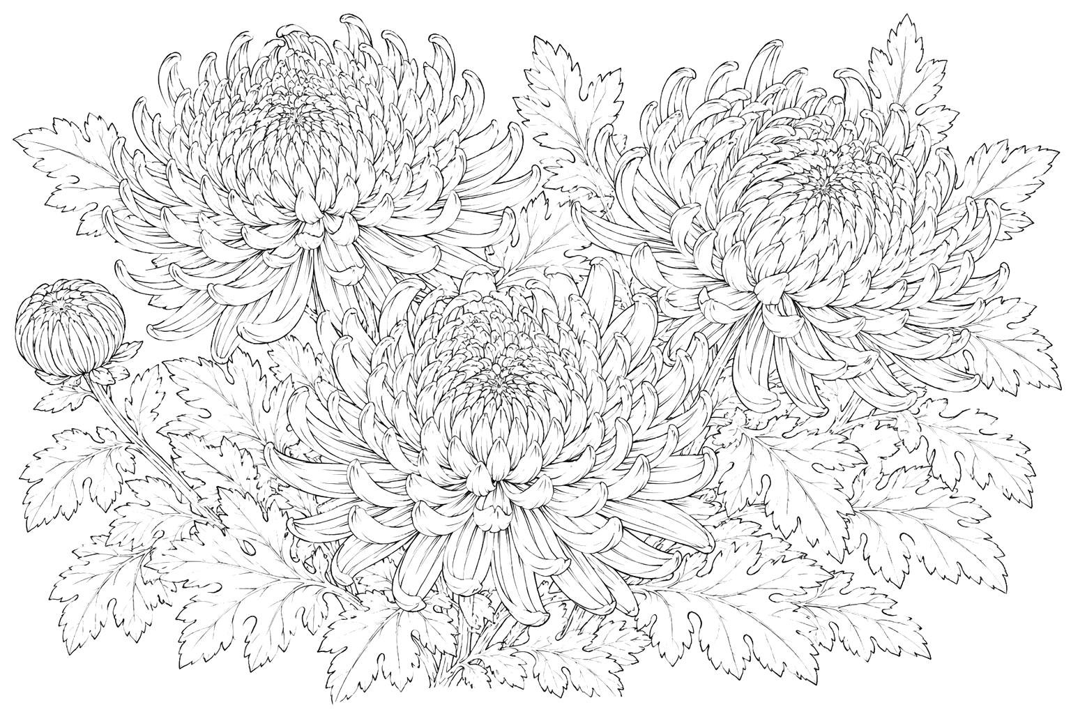 菊の細密画