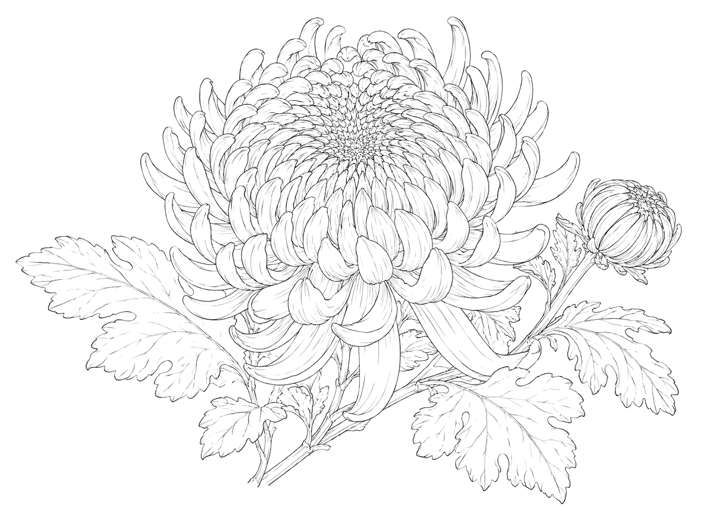 菊の細密画