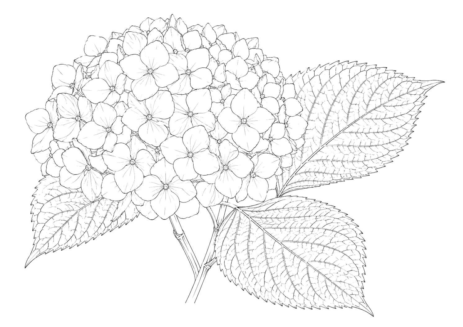 紫陽花の細密画