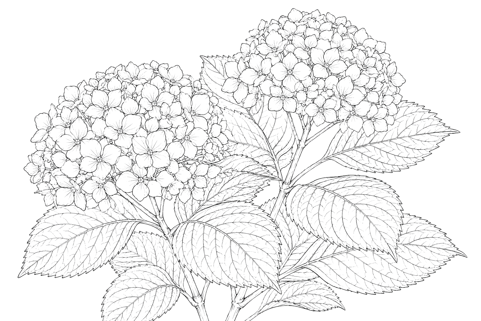 紫陽花の細密画