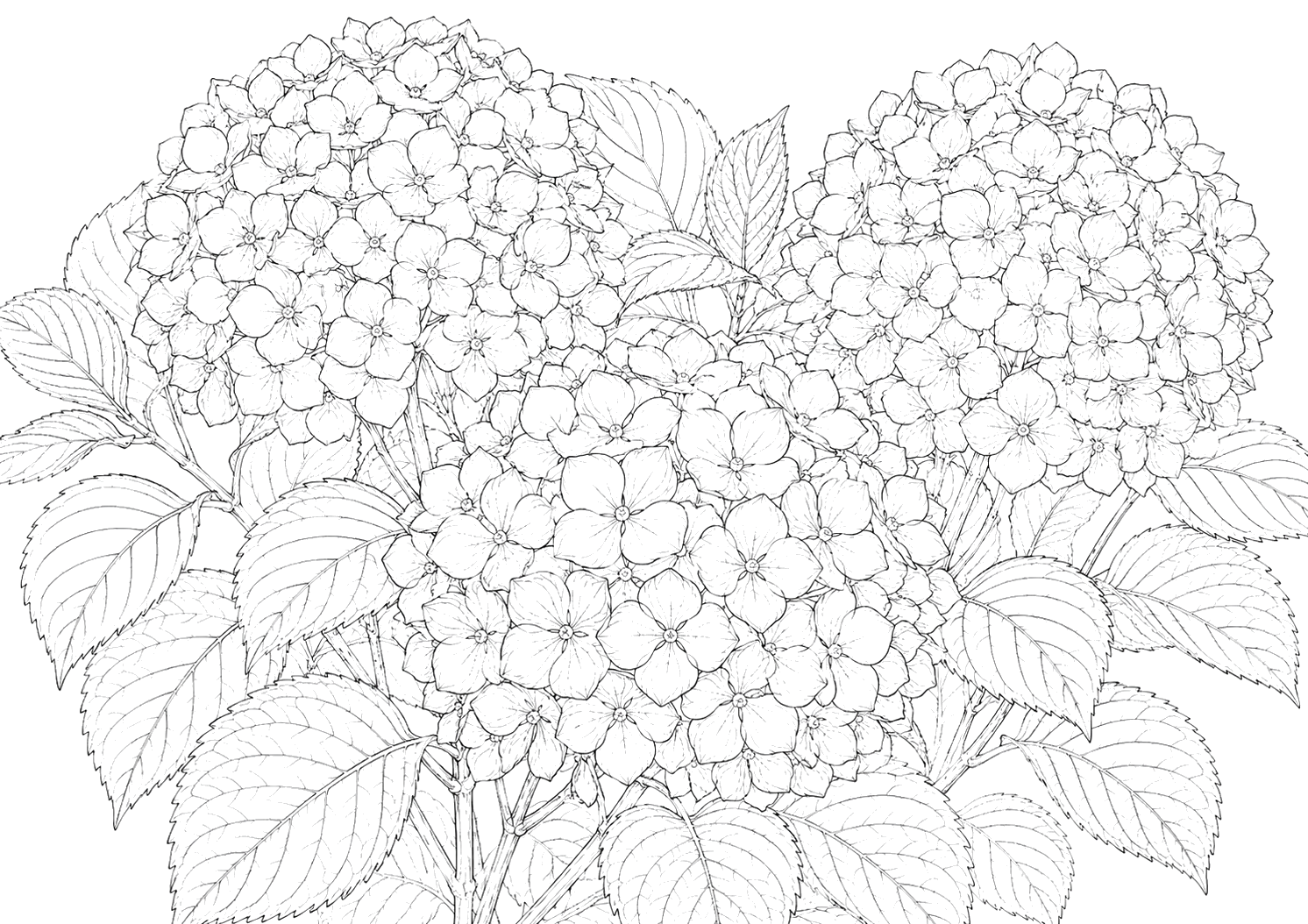 紫陽花の細密画