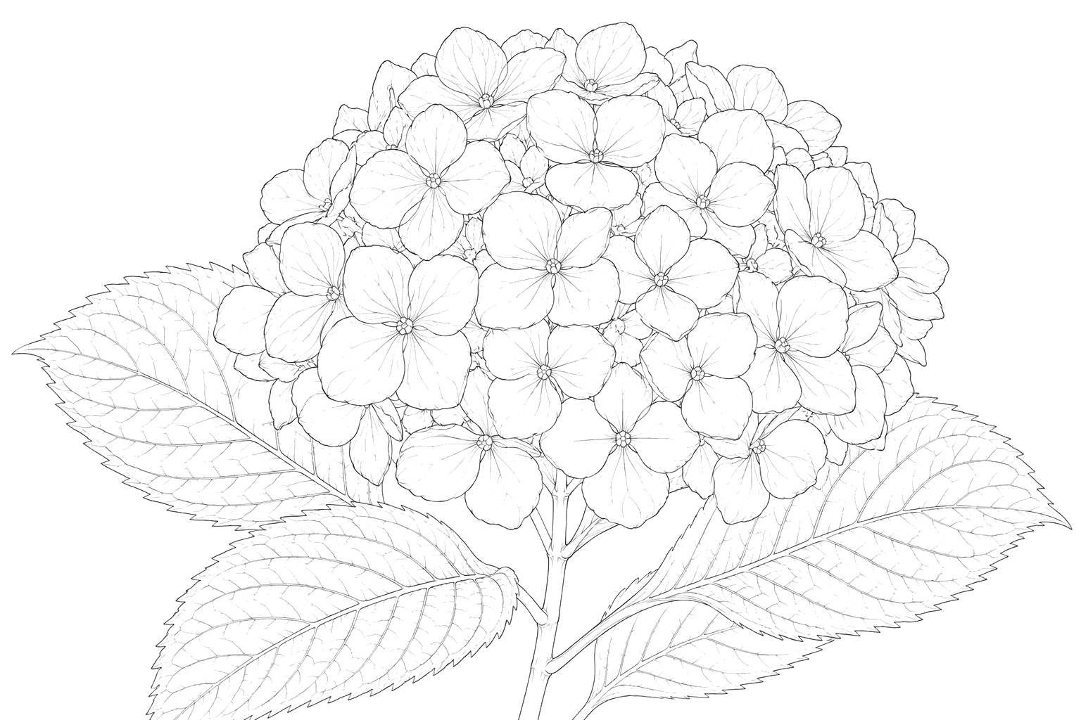 紫陽花の細密画