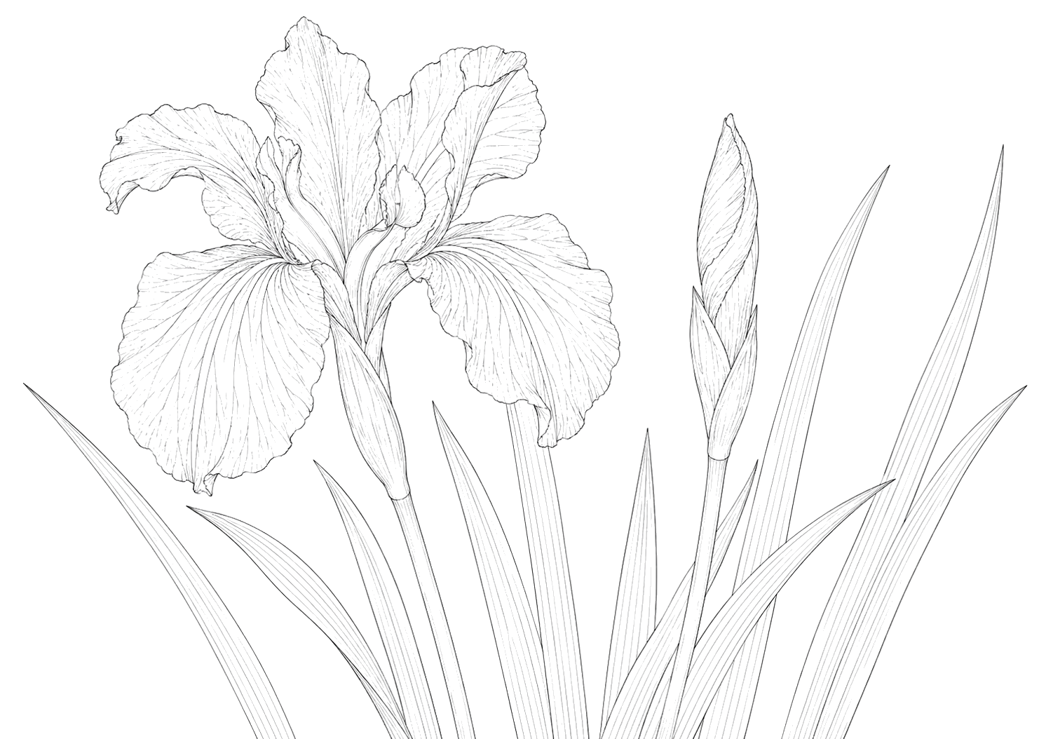 菖蒲の細密画