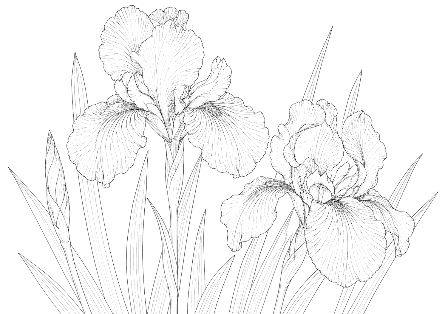 菖蒲の細密画