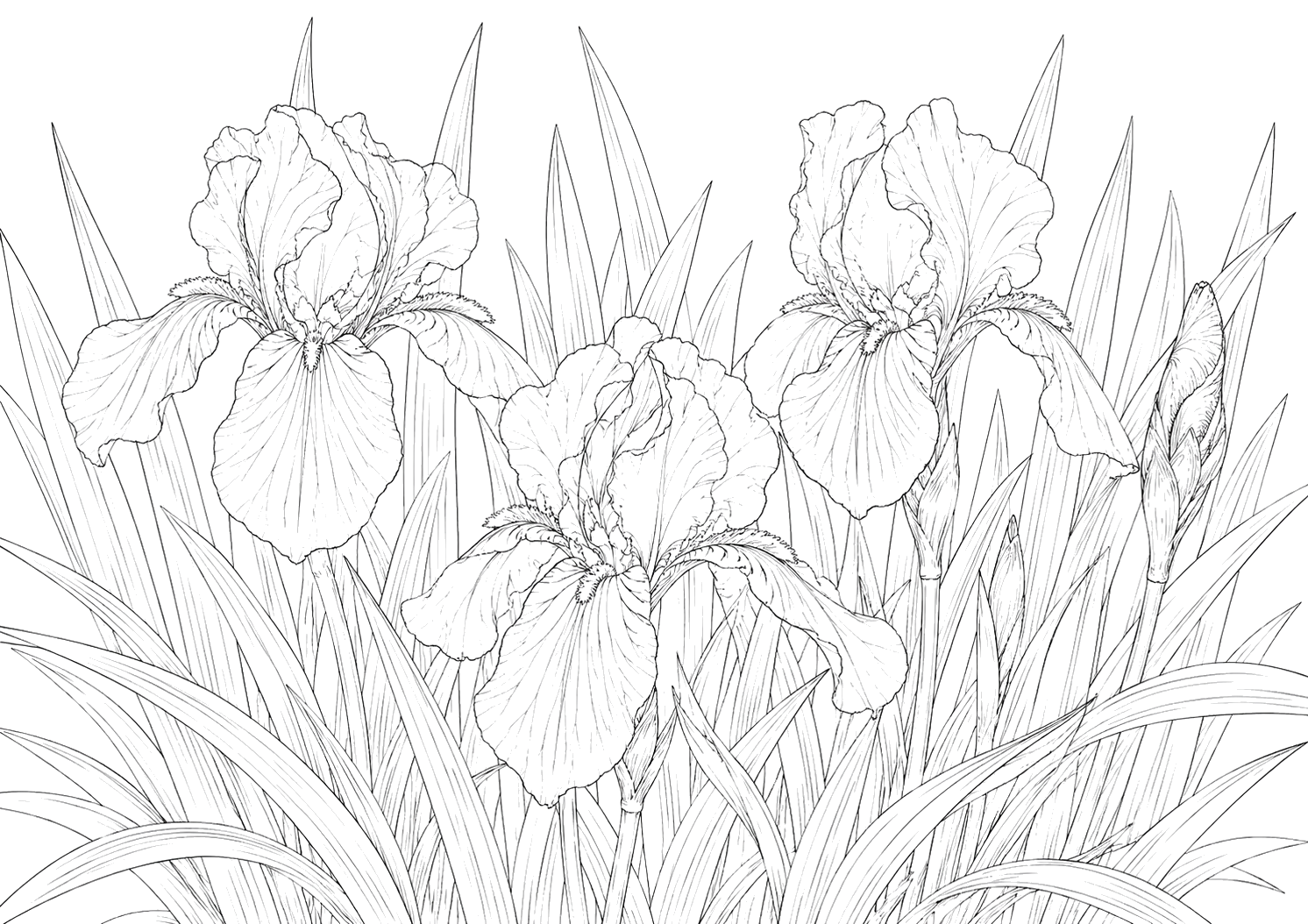 菖蒲の細密画