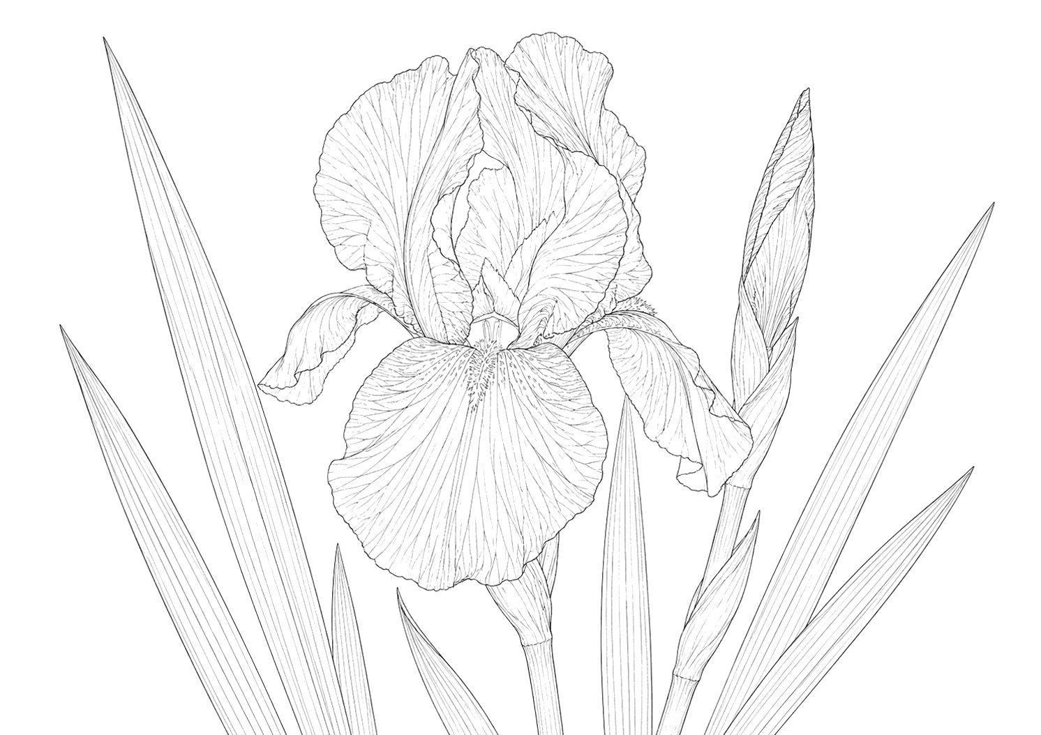 菖蒲の細密画