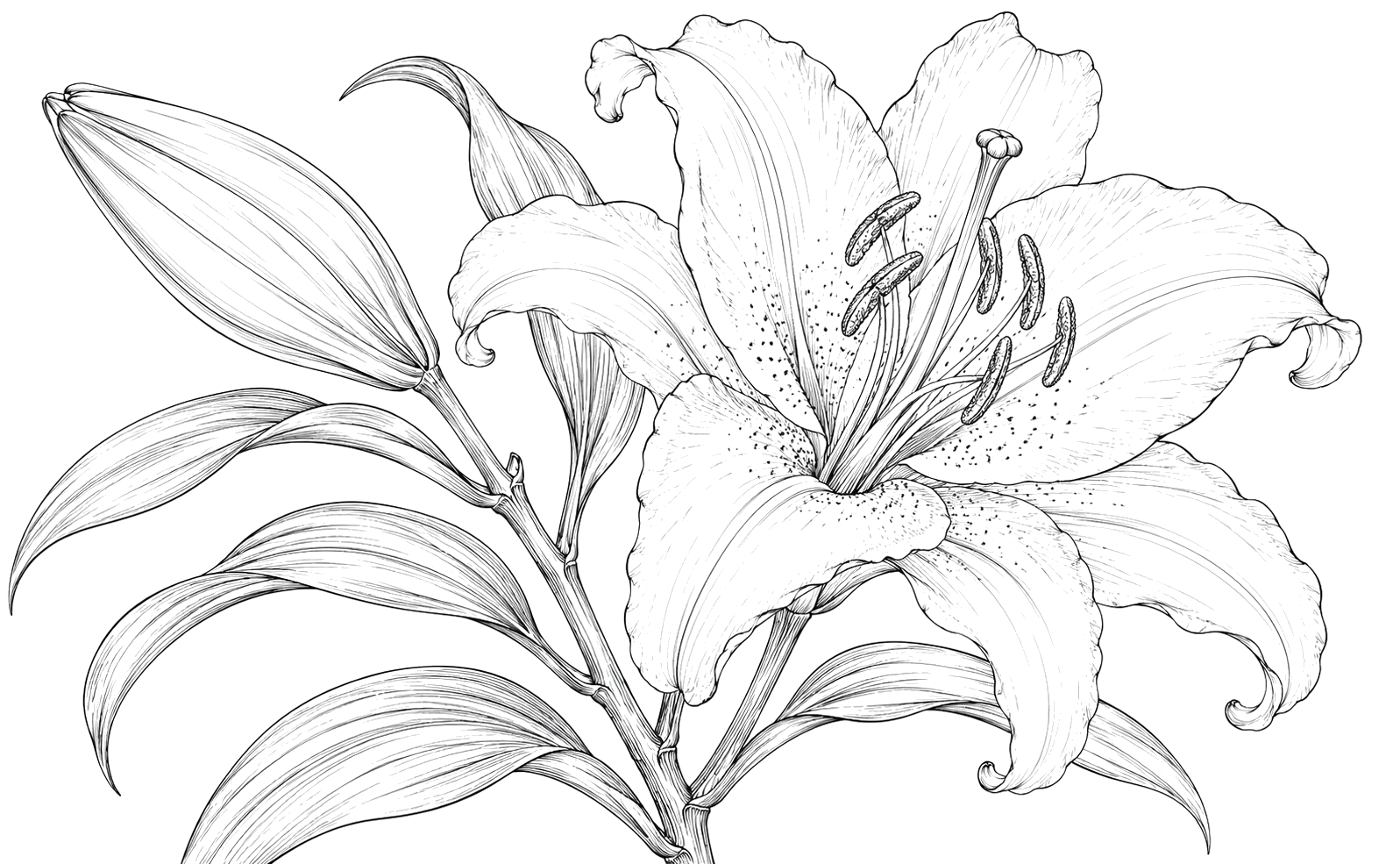 百合の細密画