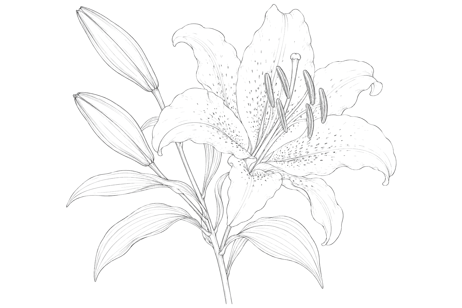 百合の細密画