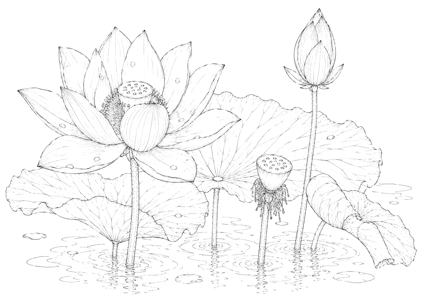蓮の細密画