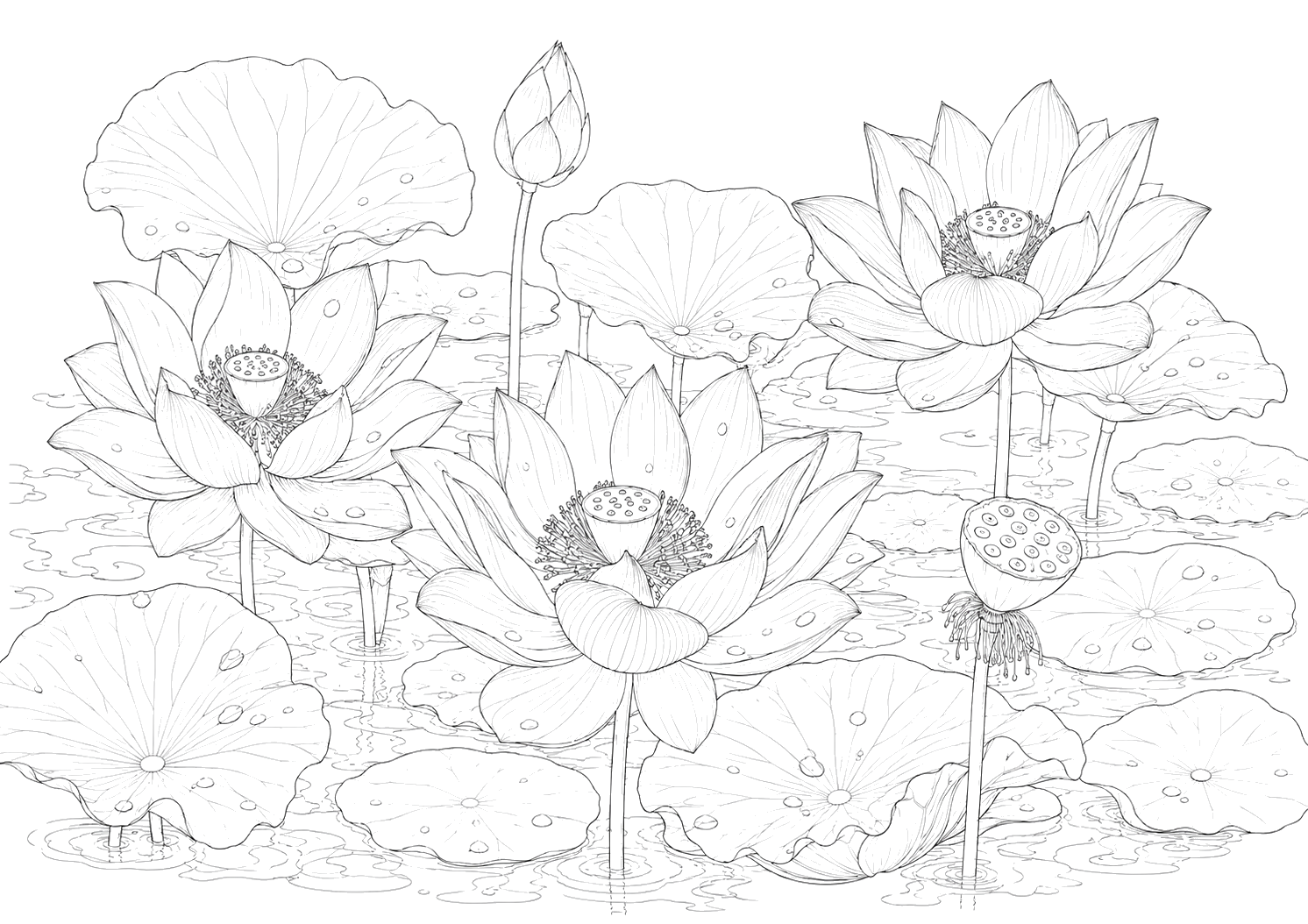蓮の細密画