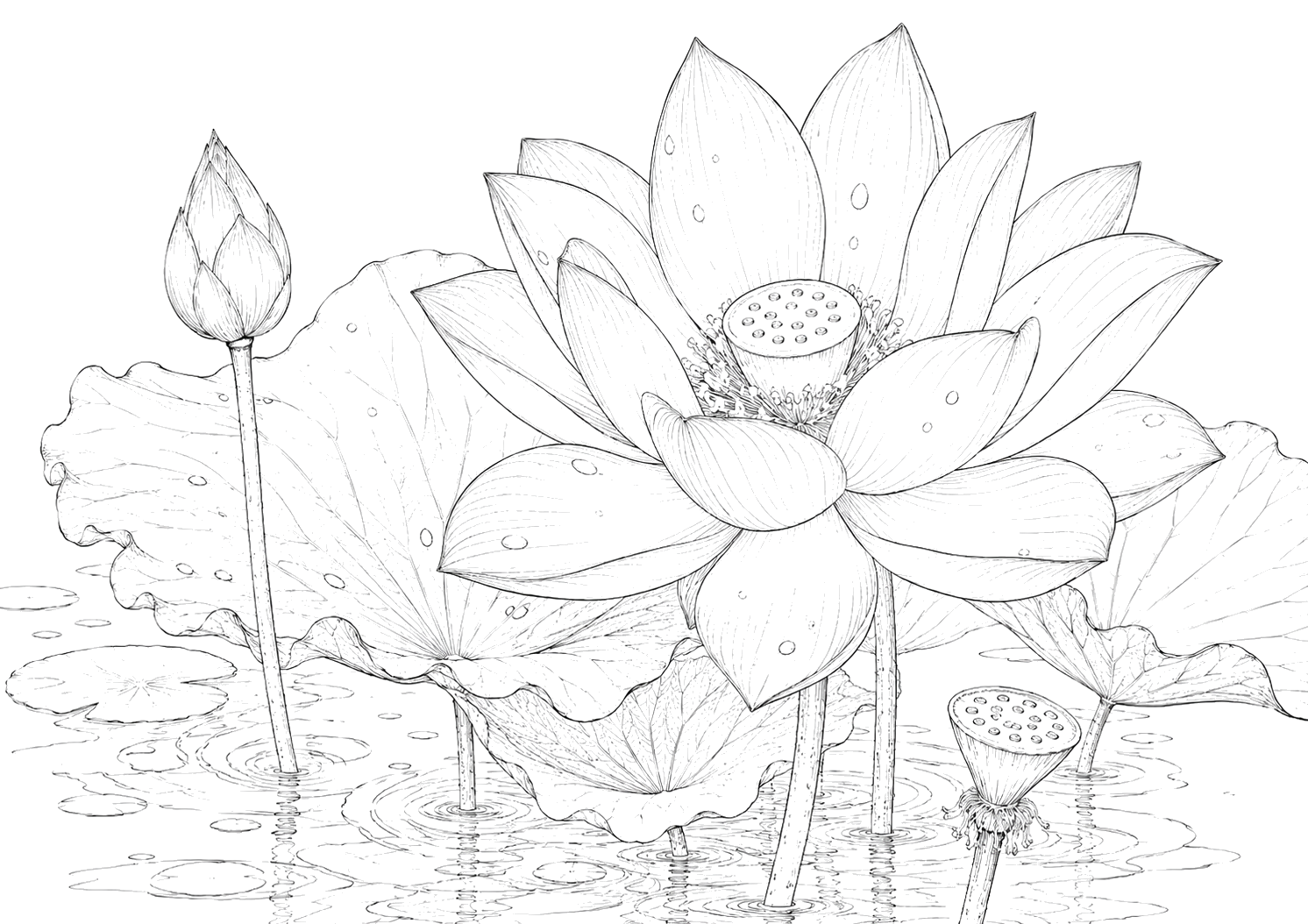 蓮の細密画