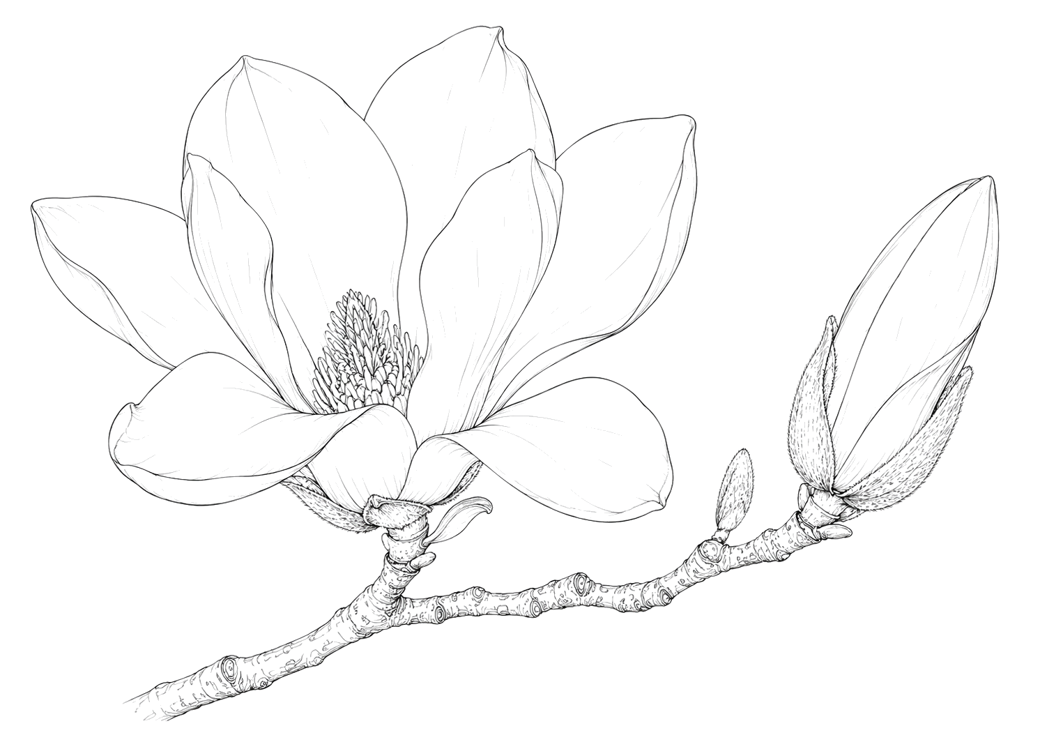 木蓮の細密画