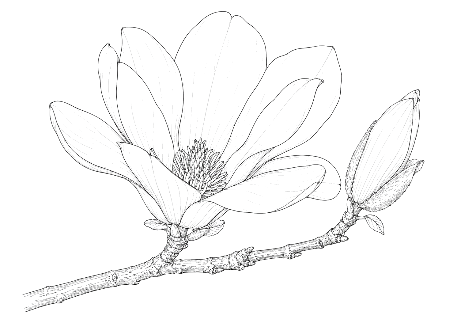 木蓮の細密画