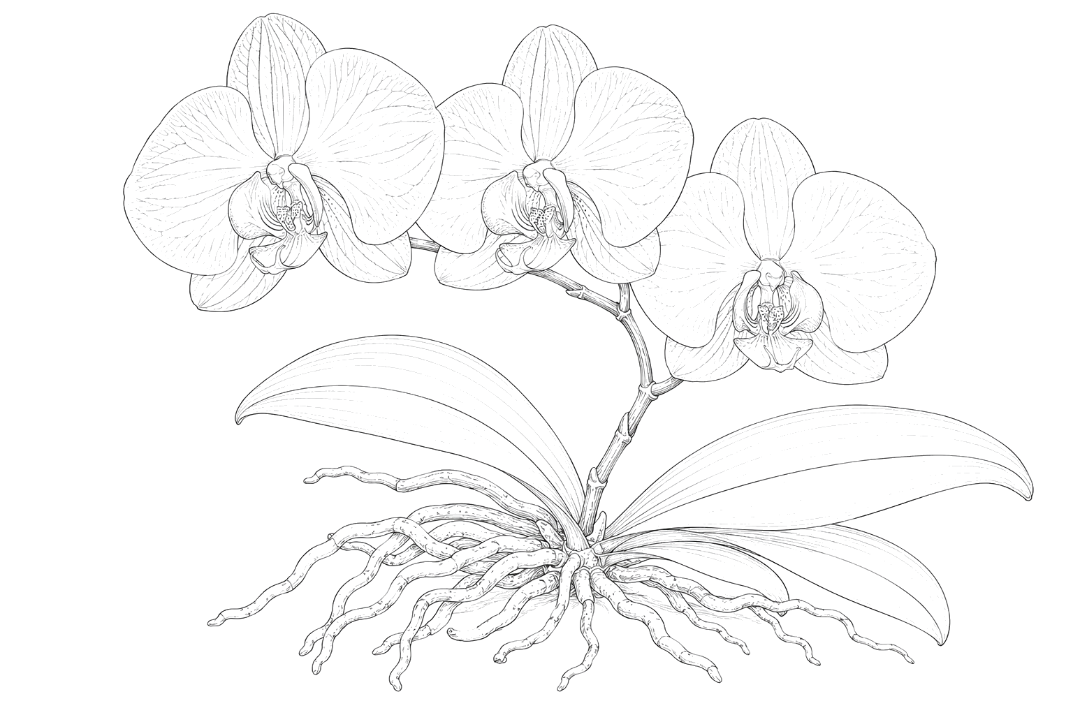 蘭の細密画