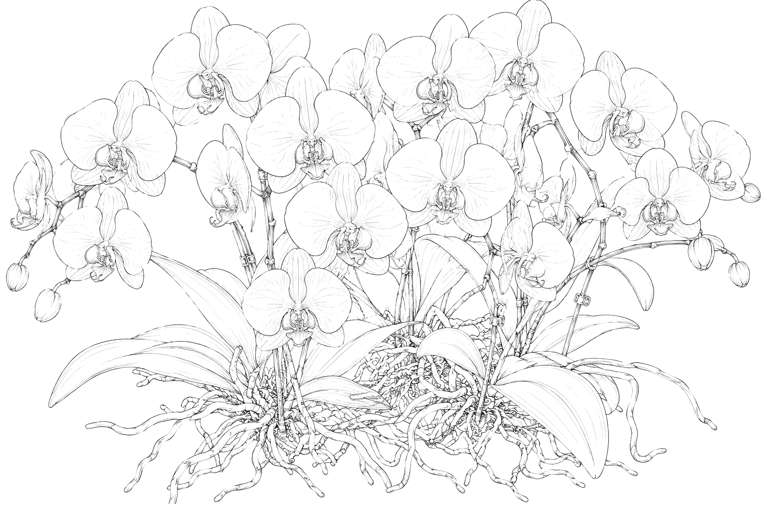 蘭の細密画