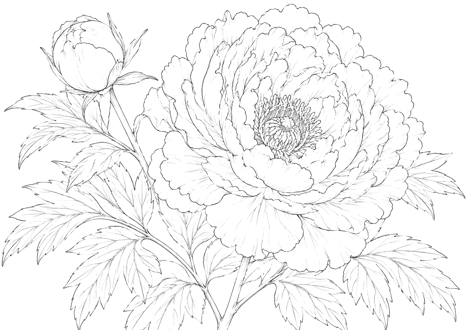 牡丹の細密画