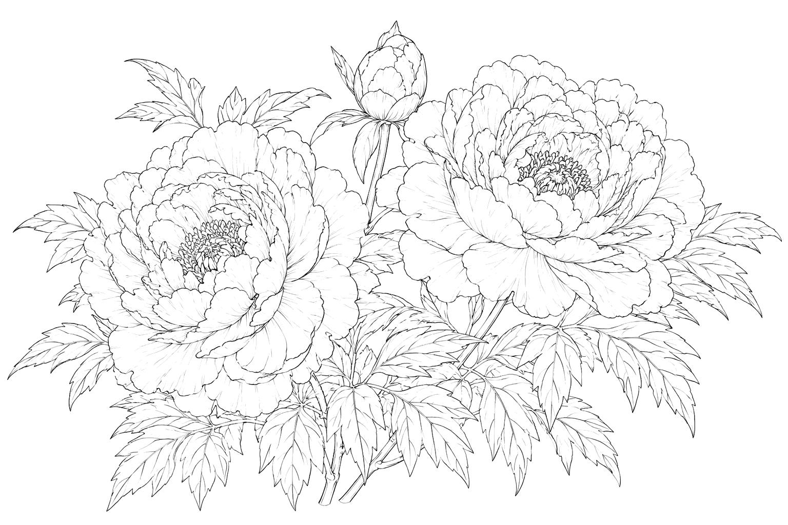 牡丹の細密画