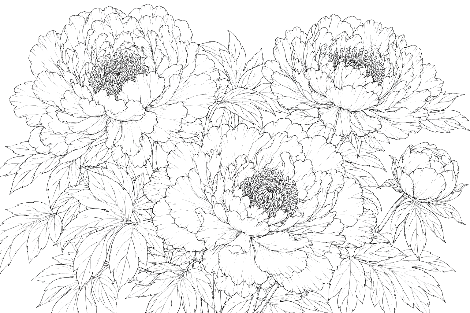 牡丹の細密画