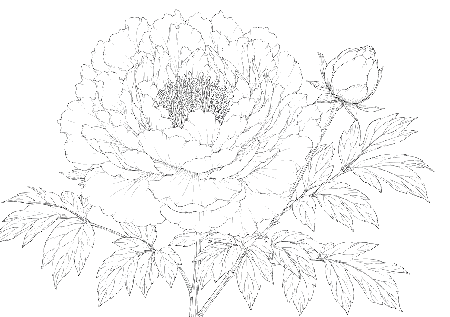 牡丹の細密画