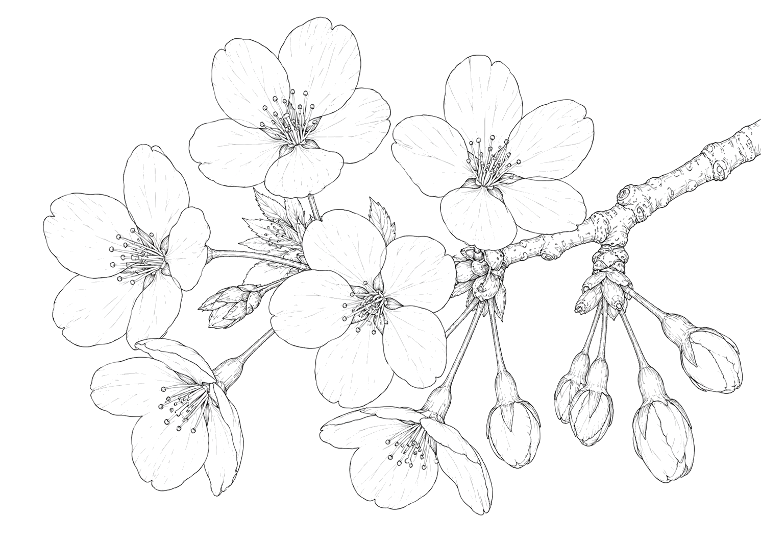 桜の細密画