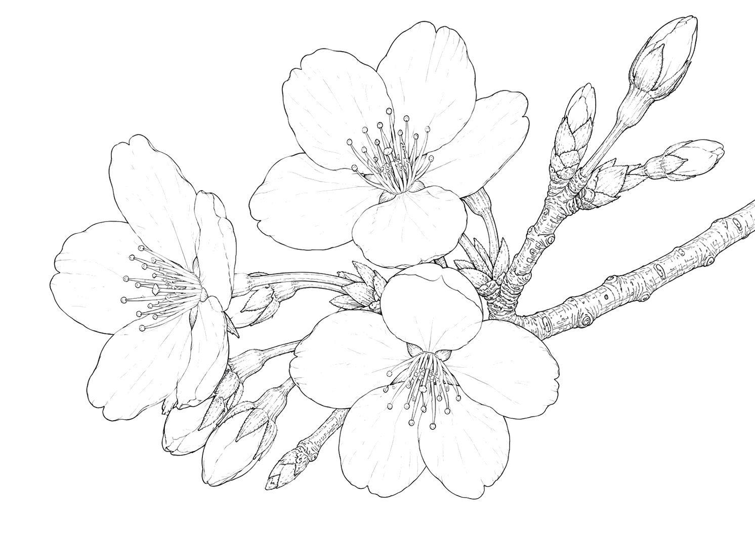 桜の細密画